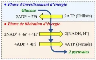 Libération de l'énergie emmagasinée dans la matière organique